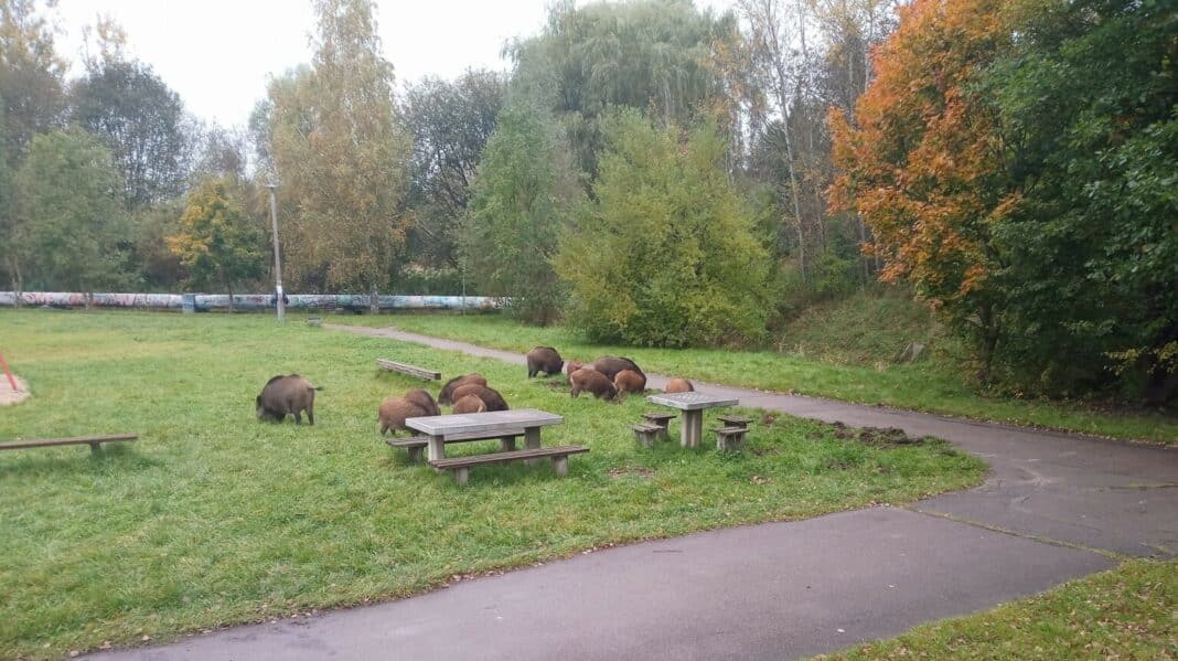 dziki na Osiedlu Generałów