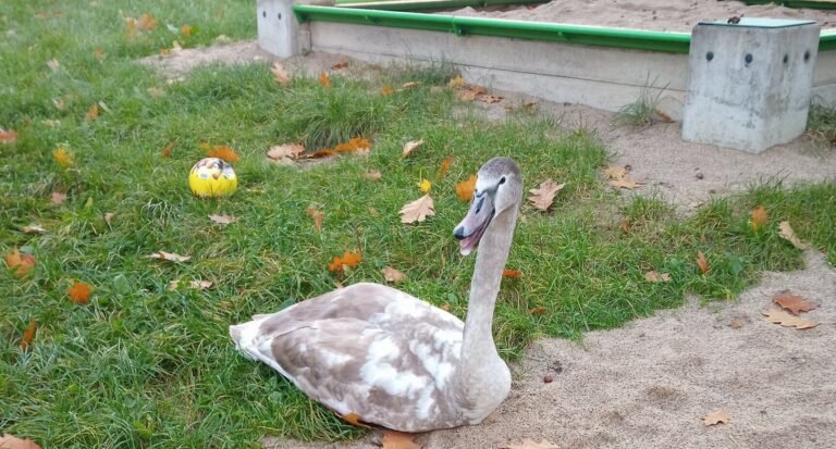 łabędź na placu zabaw