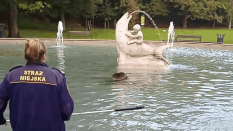 bóbr w fontannie w Olsztynie