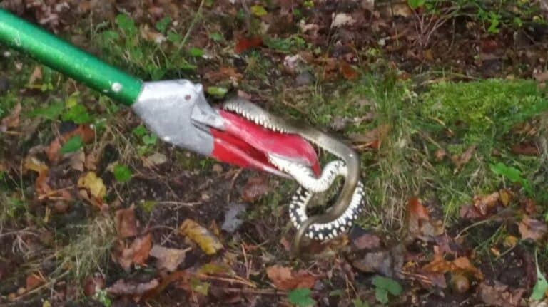 mieszkaniec Olsztyna znalazł węża