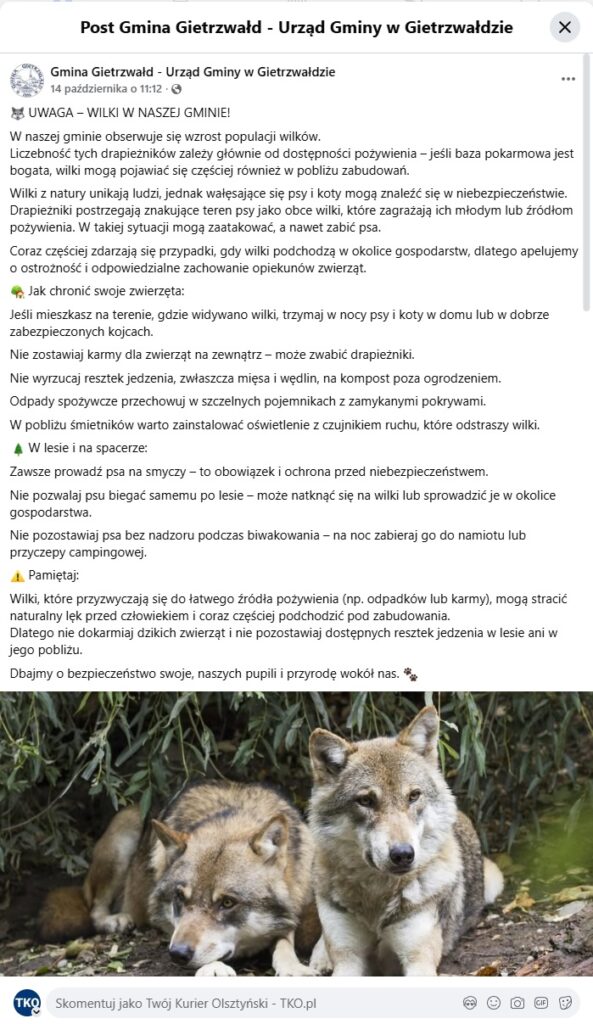 Wilki podchodzą pod domy. - "Mogą zaatakować, a nawet zabić". Gmina spod Olsztyna ostrzega przed wilkami