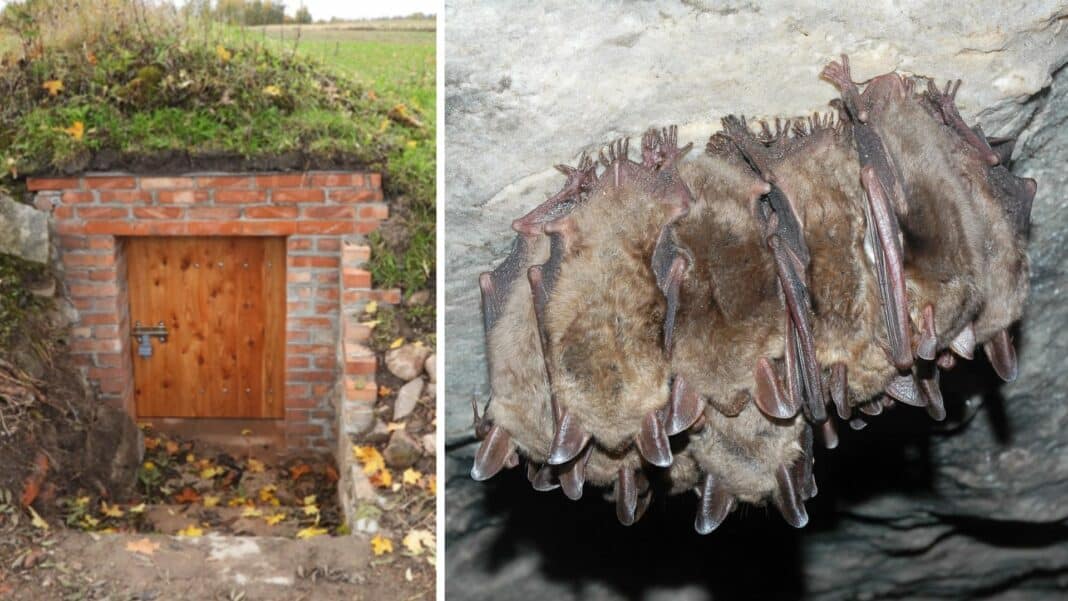 schronienie dla nietoperzy