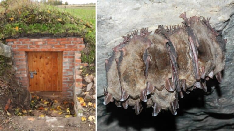 schronienie dla nietoperzy