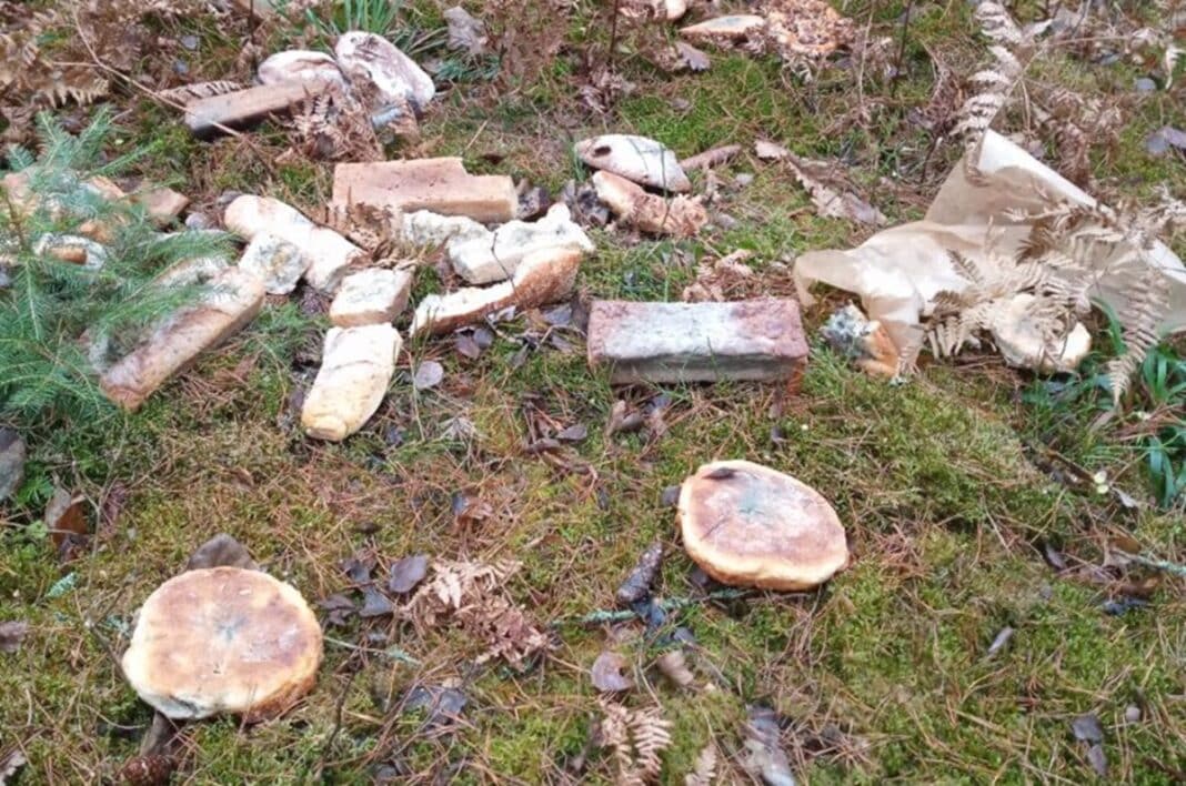 wyrzucony chleb do lasu