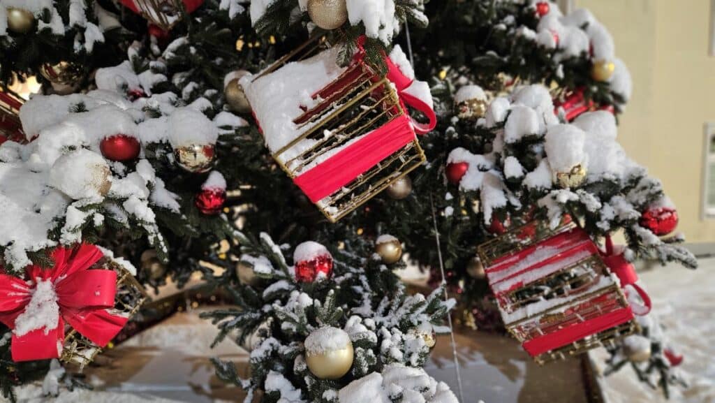 Choinka na Starym Mieście już króluje. - Olsztyn odpalił święta wcześniej niż zwykle – zobacz, jak wygląda miejska choinka!