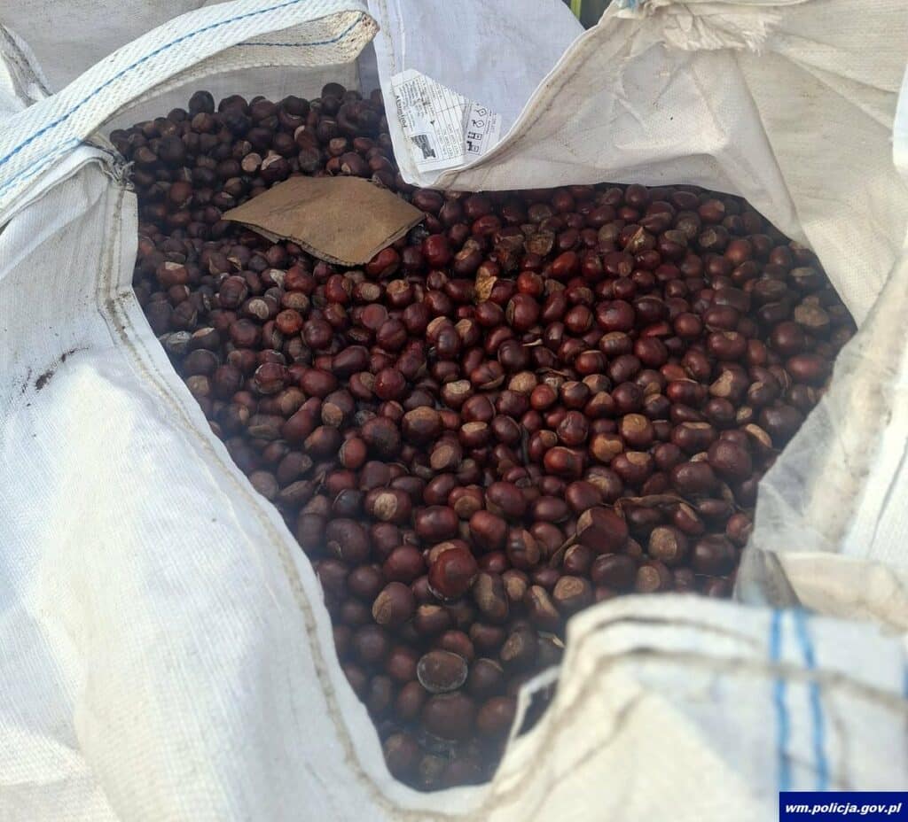 Niezwykła akcja dla chorej Mai z Rucianego-Nidy. - Dzielnicowy z Mazur zebrał 8,5 tony kasztanów w szczytnym celu