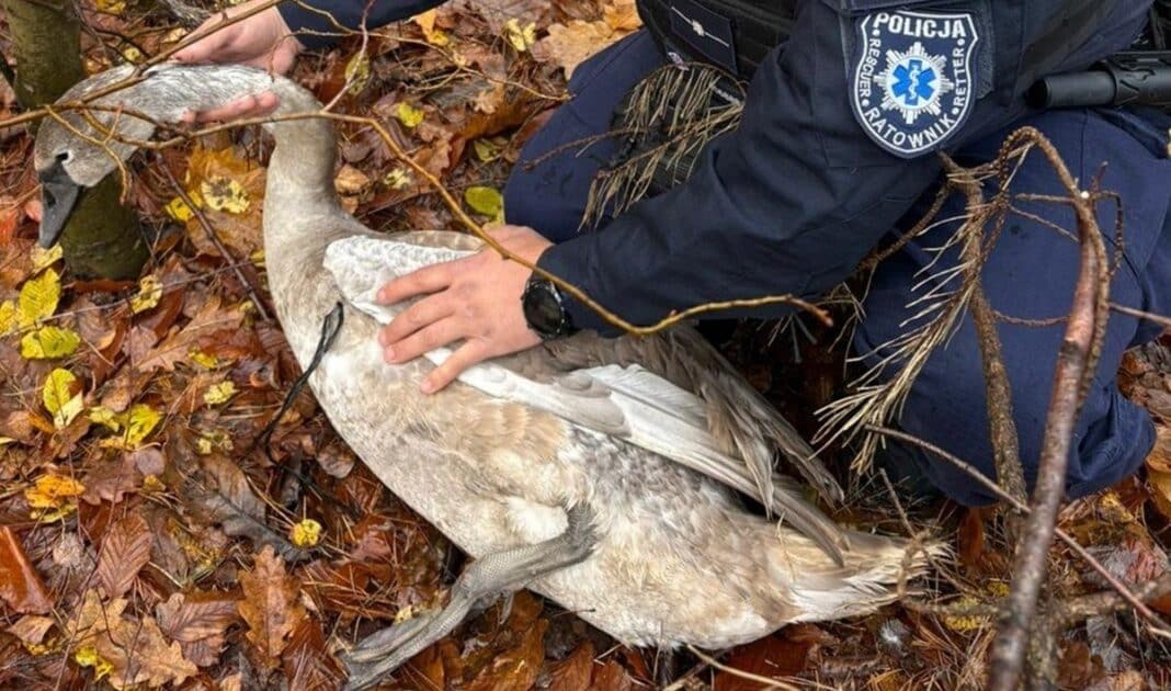 na ratunek łabędziowi