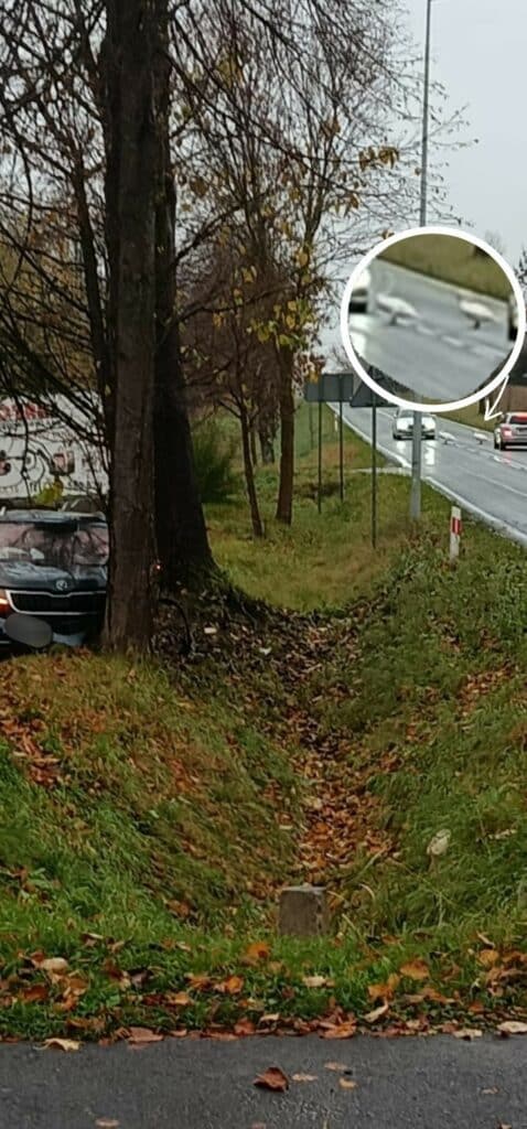 W tym wypadku nie ucierpiało żadne zwierzę. - Łabędzie spowodowały wypadek. Skoda uderzyła w drzewo