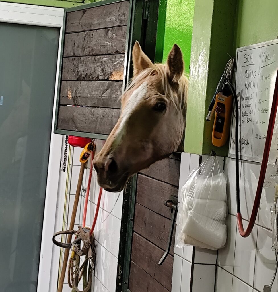 Właścicielka prosi o wsparcie. - Scarlet walczy o życie. Potrzeba pieniędzy, by uratować ukochaną klacz Pani Magdaleny