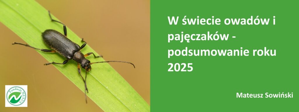 Olsztyńskie spotkanie przyrodnicze. - Owady i pajęczaki w centrum uwagi. Spotkanie edukacyjne w Olsztynie