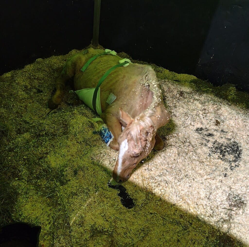 Właścicielka prosi o wsparcie. - Scarlet walczy o życie. Potrzeba pieniędzy, by uratować ukochaną klacz Pani Magdaleny