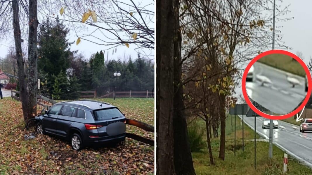łabędzie spowodowały wypadek