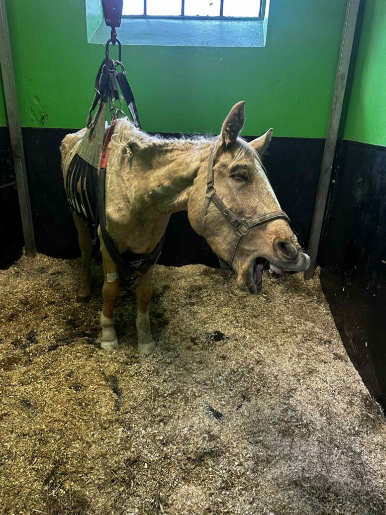 Właścicielka prosi o wsparcie. - Scarlet walczy o życie. Potrzeba pieniędzy, by uratować ukochaną klacz Pani Magdaleny