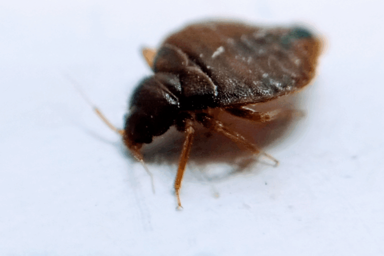 Pozbądź się pluskiew – jak działają insektycydy w proszku w walce z infestacją