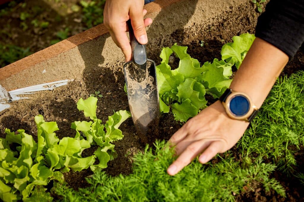 W Elblągu działa konsorcjum „Warmińskie Szlaki Kulinarne”, które dostarcza paczki żywnościowe potrzebującym rodzinom oraz rozwija ogród społeczny przy Banku Żywności. To część projektu „Żywność największą potrzebą człowieka”. - 30 paczek żywnościowych miesięcznie i rozwój ogrodu społecznego. Konsorcjum „Warmińskie Szlaki Kulinarne” wzmacnia pomoc żywnościową w Elblągu