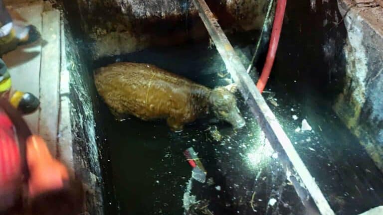 jałówka wpadła do zbiornika