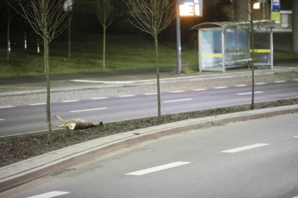 Bardzo przykry widok. - Sarna wbiegła pod samochód na jednej z głównych ulic Olsztyna