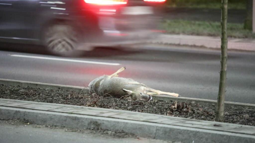 Bardzo przykry widok. - Sarna wbiegła pod samochód na jednej z głównych ulic Olsztyna