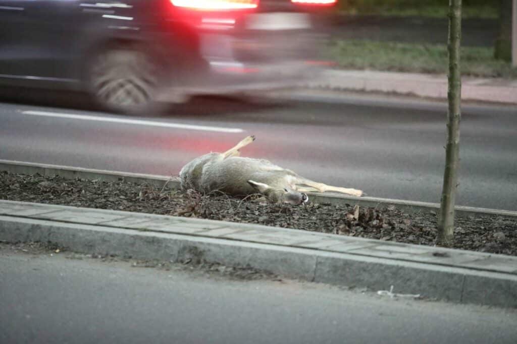 sarna potrącona przez samochód w Olsztynie