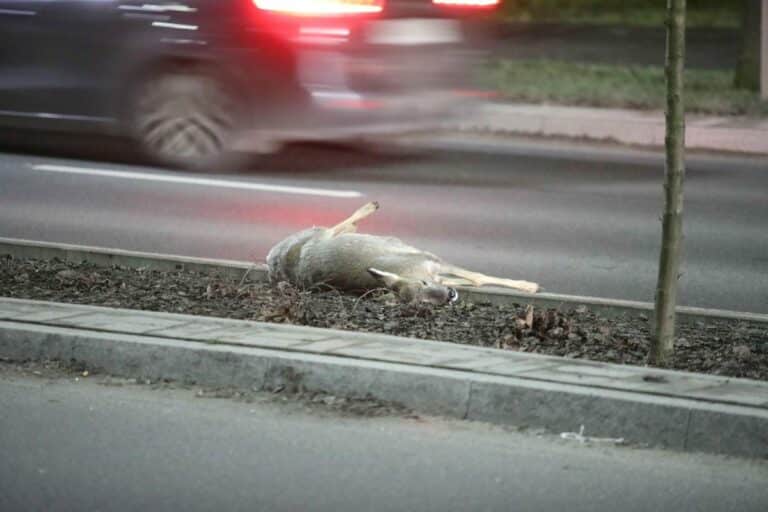 sarna potrącona przez samochód w Olsztynie