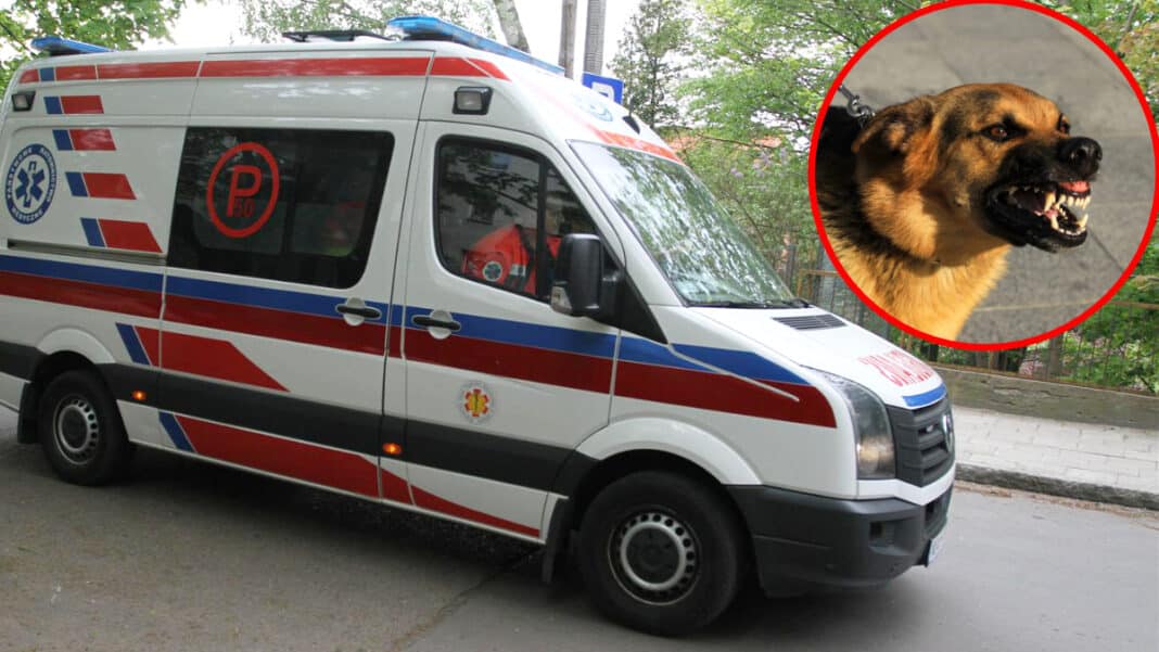 poszczuł ratowników owczarkami