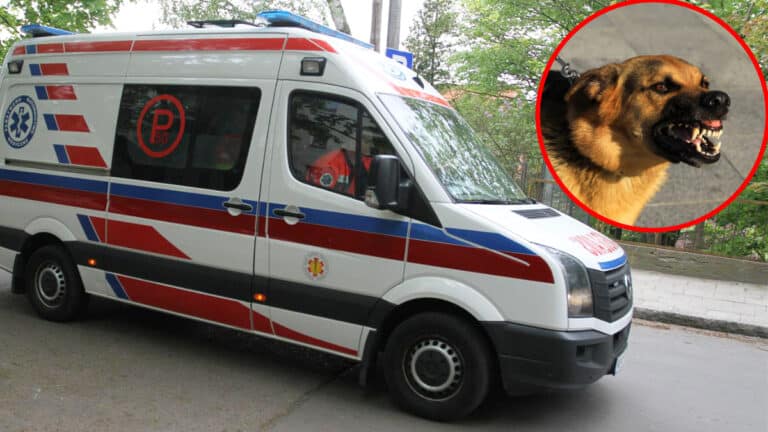 poszczuł ratowników owczarkami