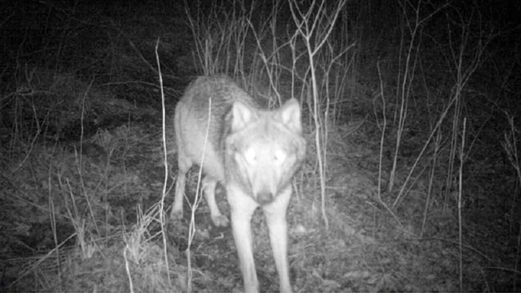 wilk uchwycony przez fotopułapkę