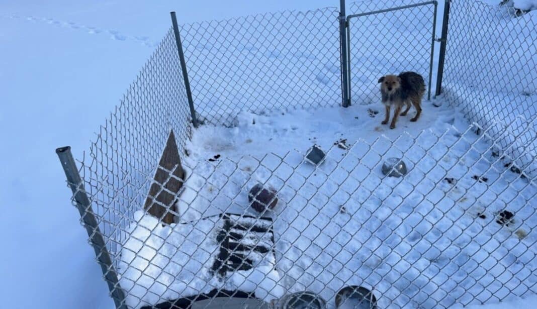 dramat psa w Dywitach