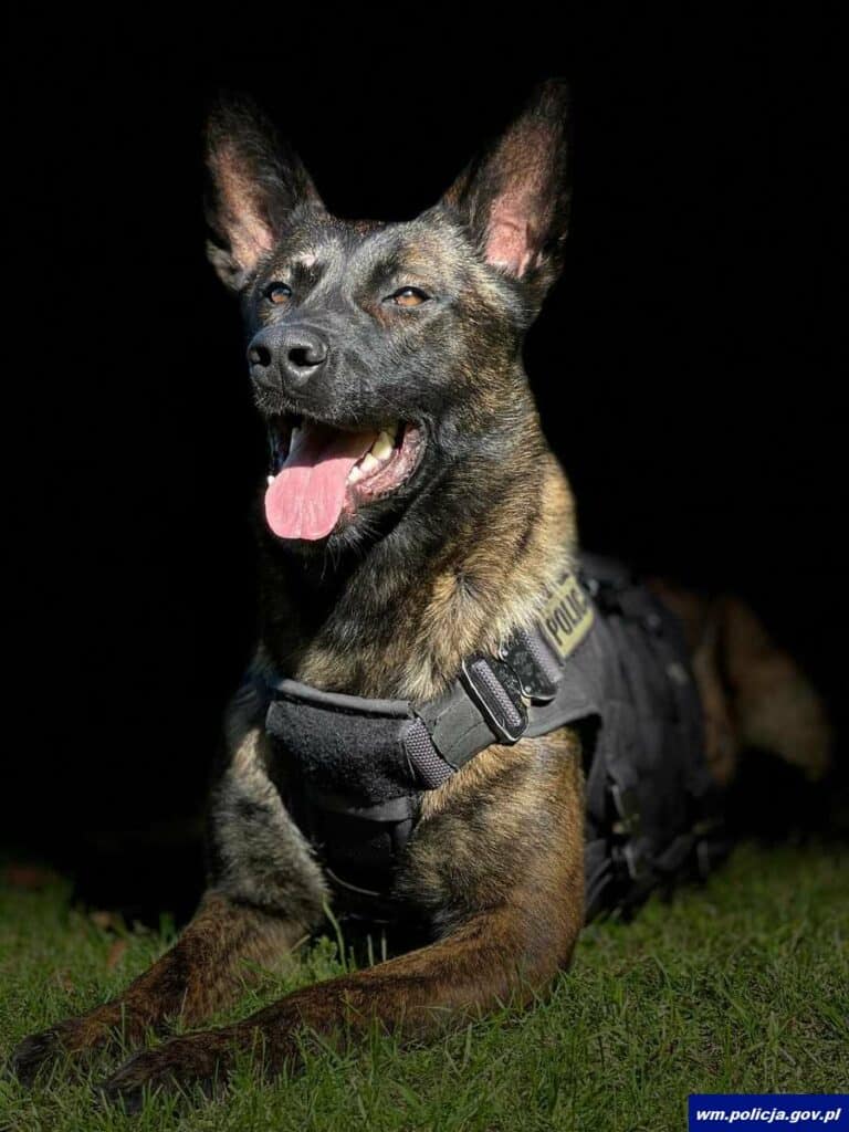 Pies Tyson już wspiera kontrterrorystów. - To nowy członek elitarnej jednostki. Ma 1,5 roku i już jest gotowy do akcji