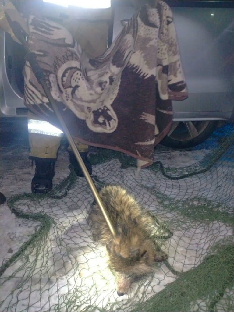 Drapieżnik siedział pod siedzeniem w samochodzie. - Pomyliła dzikie zwierzę z psem i zabrała je z mrozu do auta. Funkcjonariusze oniemieli