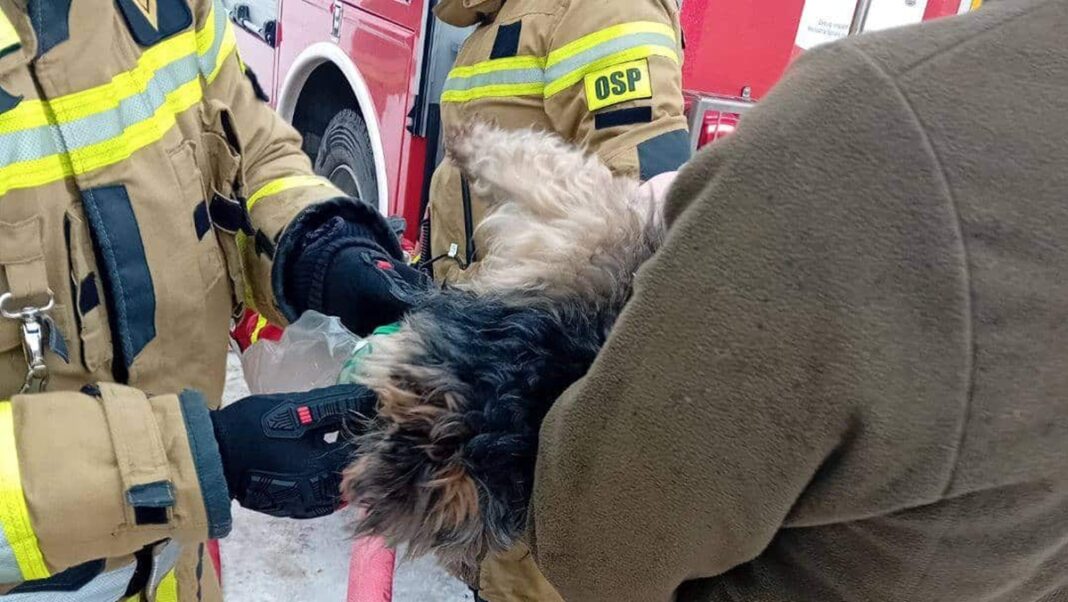strażacy ratują psa z pożaru