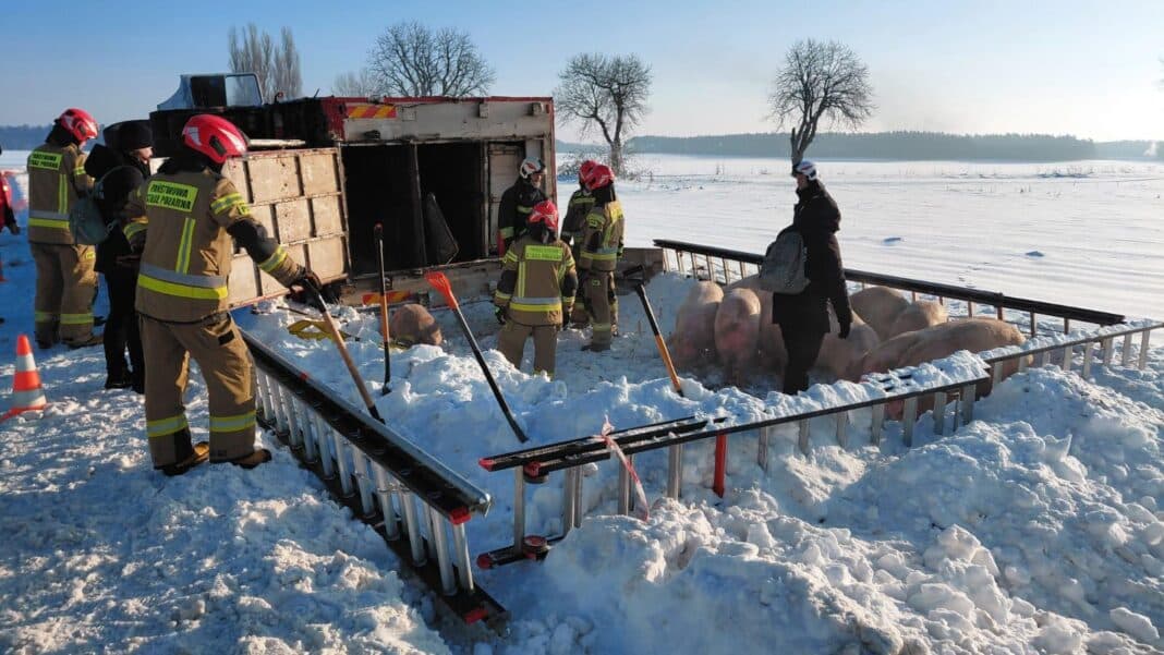 wywtócił się transport trzody chlewnej