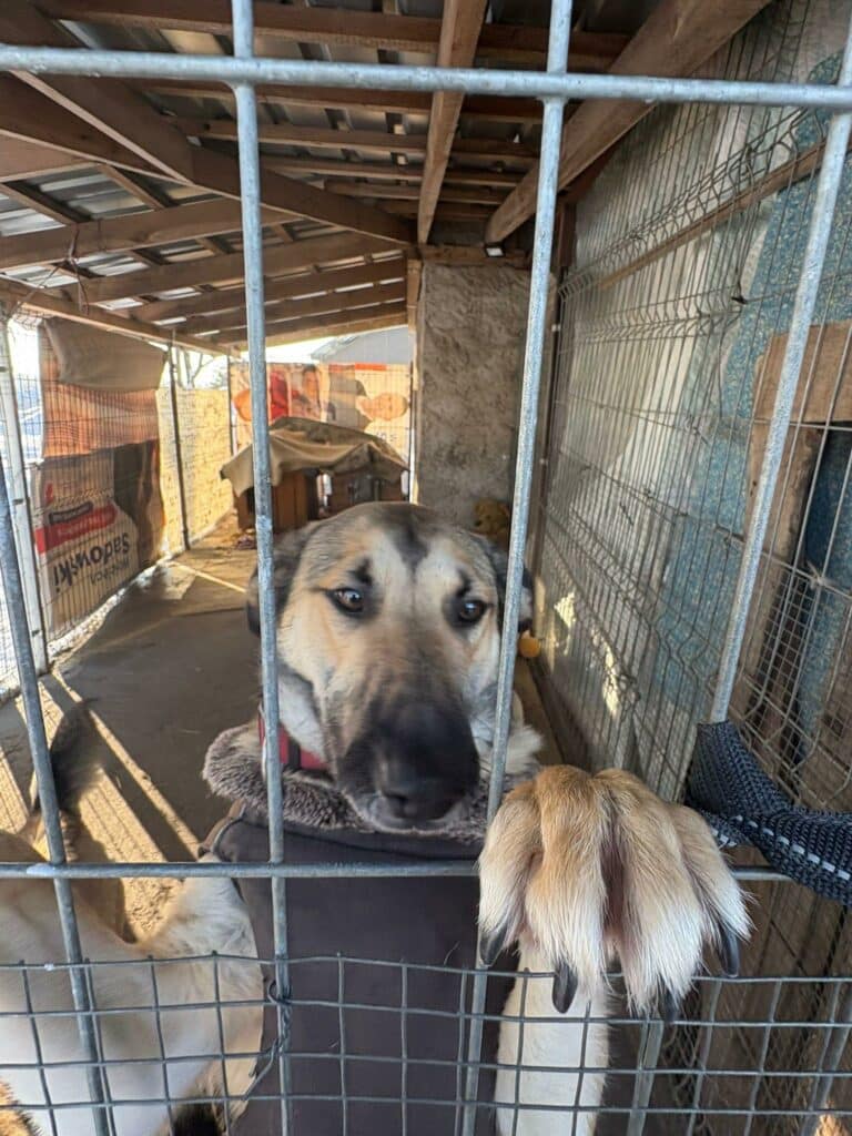 Gwiazda, społeczniczka i polityczka łączą siły by pomóc psom. Ty też możesz! - Doda reaguje na sytuację w przytulisku dla psów na Mazurach. Pomoc już nadeszła