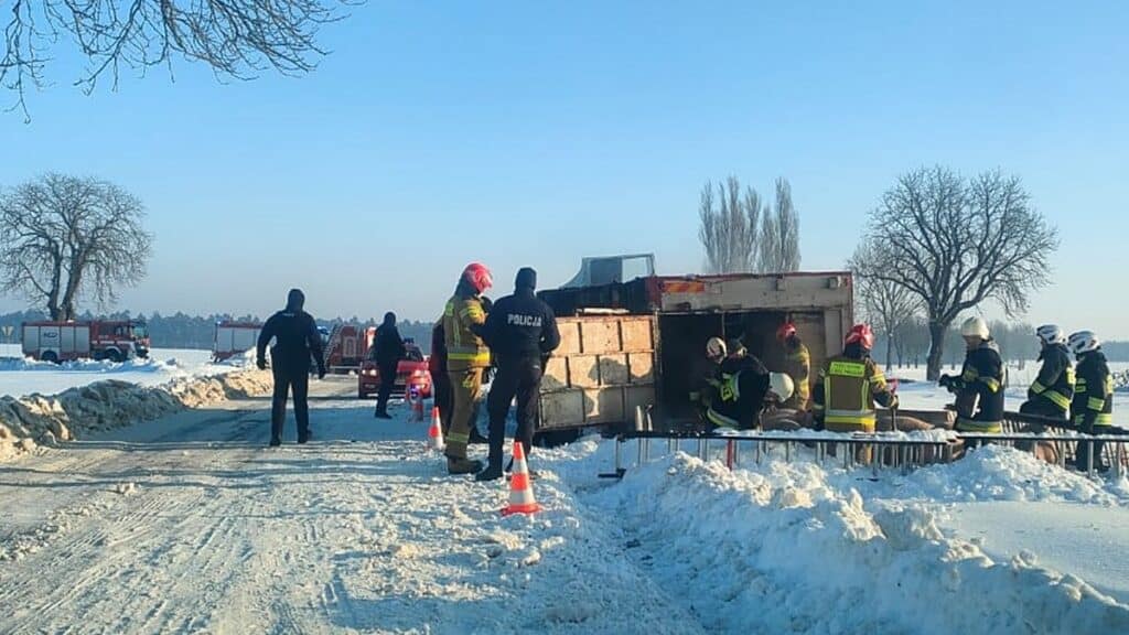 ciężarówka ze zwięrzętami wywyróciła się do rowu