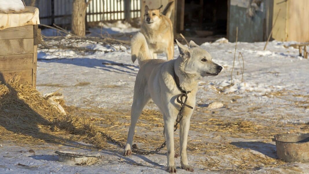 skontrolowano schroniska dla psów
