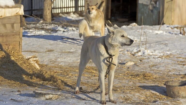 skontrolowano schroniska dla ps&oacute;w