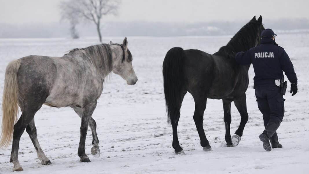 policjant odprowadza konie