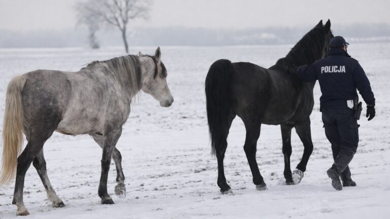 policjant odprowadza konie