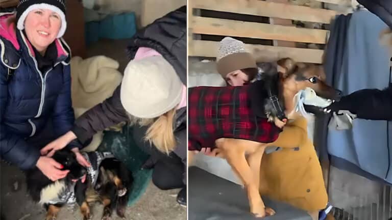 przytulisko dla zwierząt w dźwierzutach