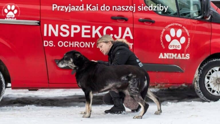 Zimowy Patrol Animals&oacute;w