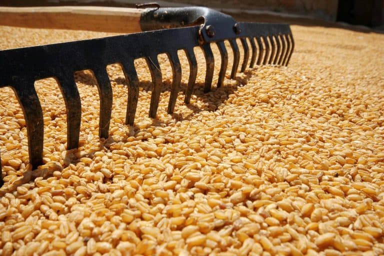 Jak bezpiecznie przeprowadzić gazowanie zboża w przyczepie?