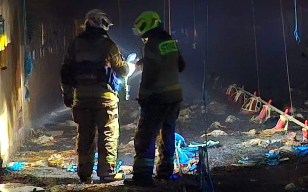 Strażacy w środku zniszczonego budynku gospodarczo-rolniczego po pożarze, widoczne pozostałości zwierząt i sprzętu.