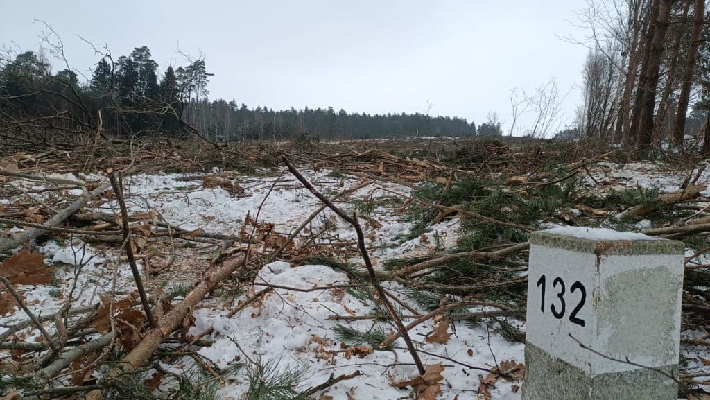 Zniszczony las w zimowej scenerii