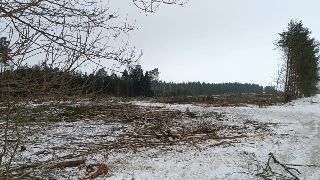 Wycinka drzew w zimowym krajobrazie.