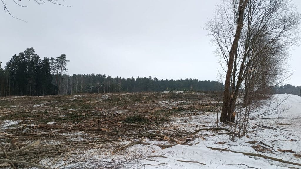 Wycinka drzew w zimowym krajobrazie