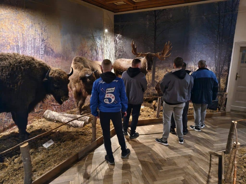 Osadzeni oglądają wystawę z modelami żubra i łosia w muzeum przyrody.