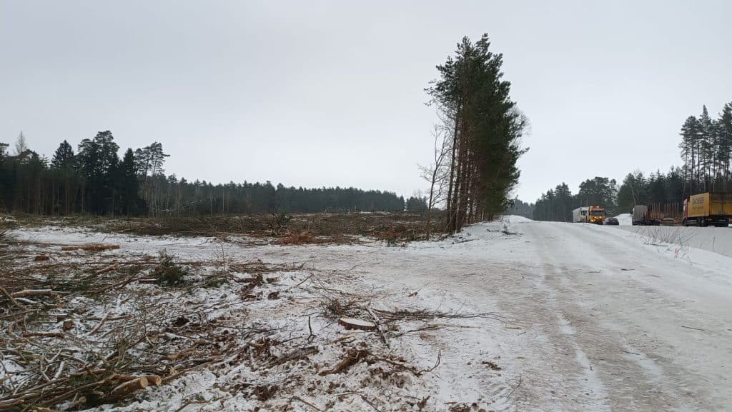 Wycinka drzew w zimowym lesie