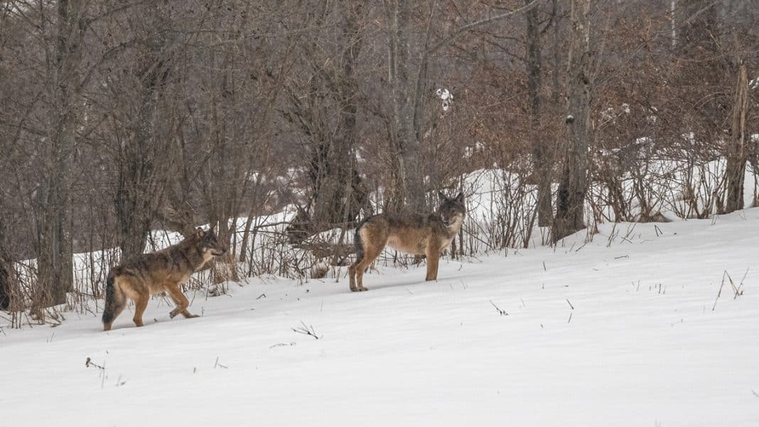 Wilki na tle zimowego lasu w gminie Mikołajki, Mazury.