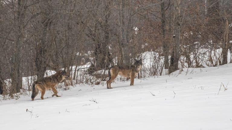 Wilki na tle zimowego lasu w gminie Mikołajki, Mazury.