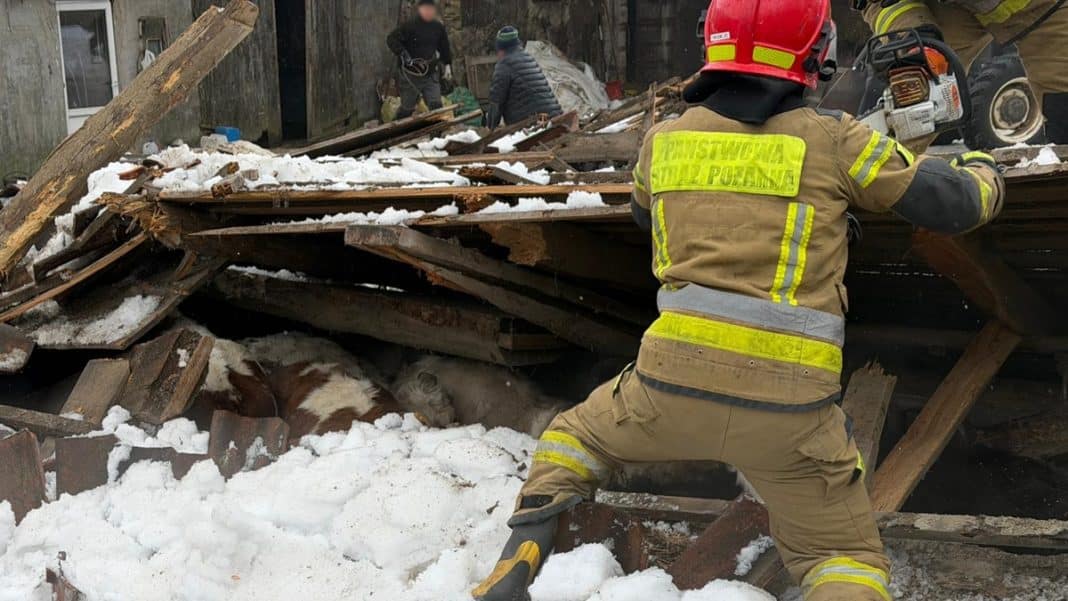 Strażak ratunkowy pracuje przy zawalonym dachu stodoły, pod gruzami leży bydło, śnieg na miejscu zdarzenia.